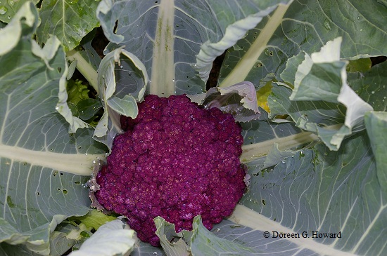 As beautiful as Purple Graffiti cauliflower is, it will fade to gray if boiled or simmered.  Microwave or roast slices to retain the color and all the antioxidants.